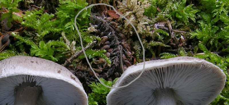 Tricholoma cingulatum (Almfelt) Jacobashch